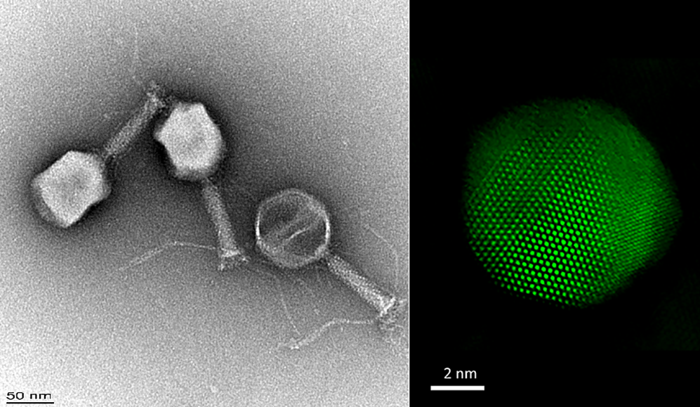 TEM image of phages (left) and STEM image of a PdAu nanoparticle